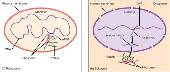 Prokaryotic And Eukaryotic Gene Regulation Biology For