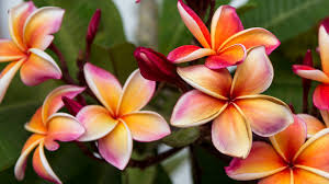 grow a plumeria plant