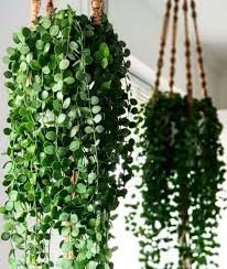 24 Hanging Basket Plants You Can Grow