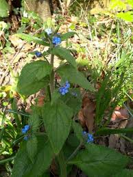 Learn to identify common weeds and determine if they are truly problematic. What Is This Plant Weed With Small Blue Flower Mumsnet