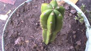 If you need to turn off the heat, it's wait, do you mean powdered cactus or extracted mescaline? Growing San Pedro Cactus Youtube