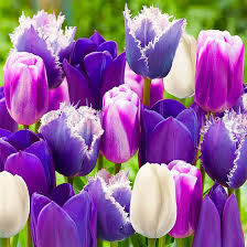 Tulip Paradise Purple Mix 25 Bulbs