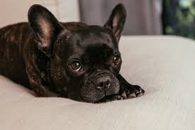 And english bulldogs and shar pei's due to size, since i rent. French Bulldog Shedding Guide Everything You Should Know Happy French Bulldog