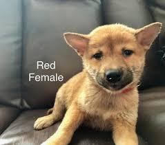 This can be a great way to not only save yourself some money but to also home a dog in. Shiba Inu Puppies For Sale In Minocqua Wisconsin Classified Americanlisted Com