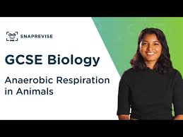 Anaerobic Respiration In Animals 9 1