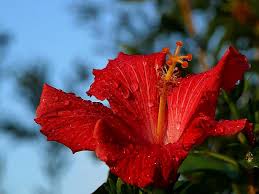 Image result for hibiscus flower blooming in the rain