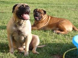 Buy and sell bullmastiffs puppies & dogs uk with freeads classifieds. Bullmastiff Puppies In Texas
