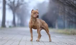 are pit bulls the most troublesome dogs