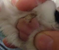 If your cat is facing some problems with the cutaneous horns, you can consider one of the treatment options available. Brown Gray Callus Looking Thing On My Cat S Paw Thecatsite