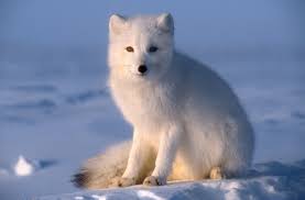 Here's a quick look at some. Arctic Fox
