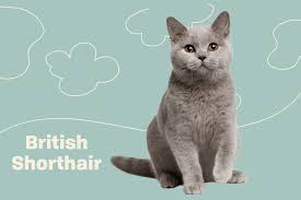 british shorthair cat breed information