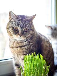 how to keep cats away from plants 19