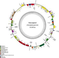 Initial Characterization of the Chloroplast Genome of Vicia ... - Frontiers