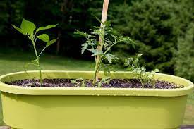 How To Plant A Container Salsa Garden