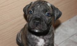 2 females maltese puppies for sale they are vet checked , vacinated and dewormed. South African Boerboel Puppies Price 1000 For Sale In Baltimore Maryland Best Pets Online