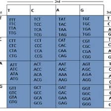dna sequence based on codons
