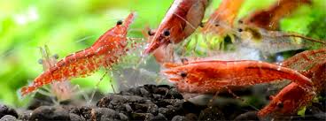 Red Cherry Shrimp A Guide To Breeding And Keeping