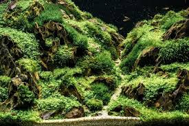 java moss everything to know about