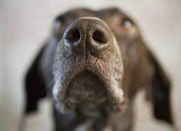 nasal dermatoses in dogs dog nose skin