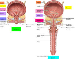urinary bladder location function