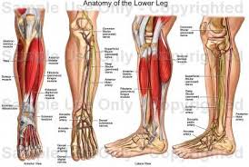 Human Anatomy Lower Leg Ex Er Cise Leg Anatomy Foot