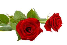 two red roses lie lie flowers gift