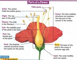 The petals form a ring called the corolla. How Do Flowers Differ Project Science Literacy Corner