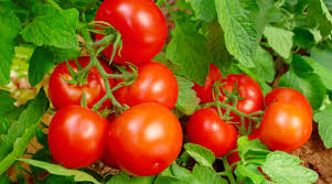how to grow organic tomatoes dr earth