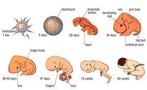 Embrio adalah tahap awal perkembangan manusia di mana organ merupakan struktur tubuh yang kritis terbentuk. Tahapan Pertumbuhan Dan Perkembangan Manusia