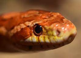 the complete corn snake care sheet