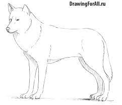 Как нарисовать волка карандашом поэтапно | DRAWINGFORALL.RU