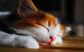 ★ shuffle all cute cats wallpapers & kittens backgrounds, or just your favorite cat & kitten wallpapers. Wallpaper 1920x1200 Px Cats Cute Kitten Kittens Sleep 1920x1200 806287 Hd Wallpapers Wallhere