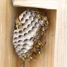 Wasp Nest Identification