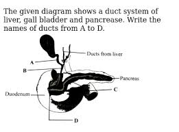 Most relevant best selling latest uploads. The Given Diagram Shows A Duct System Of Liver Gall Bladder And P