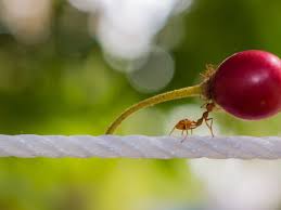 Berbagai cara cara halau semut boleh digunakan tanpa menggunakan semburan beracun. Semut Berkeliaran Di Rumah Ini Cara Terpuji Nabi Mengusir Dream Co Id