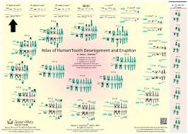 Atlas Of Tooth Development And Eruption Institute Of