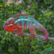 panther chameleon care chameleon academy