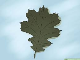 3 ways to identify oak leaves wikihow