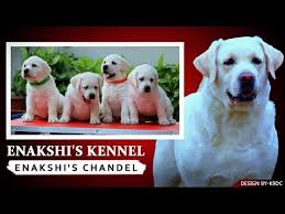 Post your classified ad for free in various categories like mobiles, tablets, cars, bikes, laptops, electronics, birds, houses, furniture, clothes, dresses for sale in pakistan. Enakshi S Labrador Retriever Kennel Dog Kennel In Lucknow Labrador Standard Scoobers Labrador Retriever Dog Breeders Near Me Video Labrador Retriever Dog