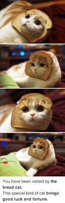 20 cats who look like loaves of bread | cuteness. 25 Best Memes About Cat Loaf Of Bread Cat Loaf Of Bread Memes