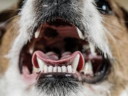 what do pale gums in dogs mean dog