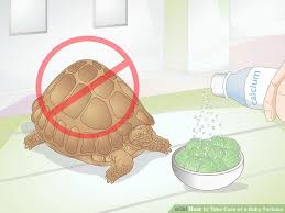 How To Take Care Of A Baby Tortoise 13 Steps With Pictures
