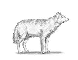 Learn to draw a gray wolf with easy to follow instruction along with images. Special Winged White Wolf Digital Drawing