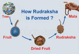 Image result for rudraksha