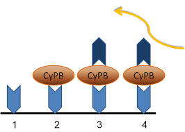 human cyclophilin b elisa kit cypb