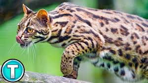 Bengal cats and kittens that look like they came off the page of a magazine advertisement cost more. Asian Leopard Cat World S Weirdest Animals Youtube