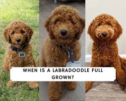 when is a labradoodle full grown 2024