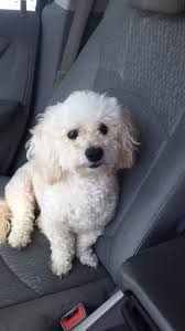 lost dog poodle in houston tx lost
