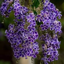 A flowering plant also known as bog arum, marsh calla, wild calla purple chaste tree: Duranta Repens Geisha Girl Australian Plants Online