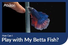 how can i play with my betta fish
